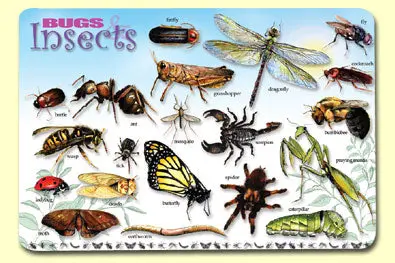 Bugs & Insects Placemat 1