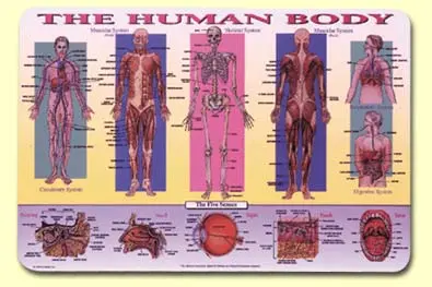 Human Body Placemat 1